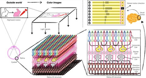 Fig. 1 of the paper: light from color images passes through the layered retina (photoreceptor, horizontal, bipolar, amacrine and direction-selective ganglion cells) to the visual cortex, which reports the global motion direction